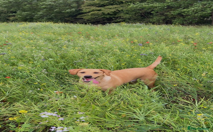 Labrador Retriever dogs - Advert 2