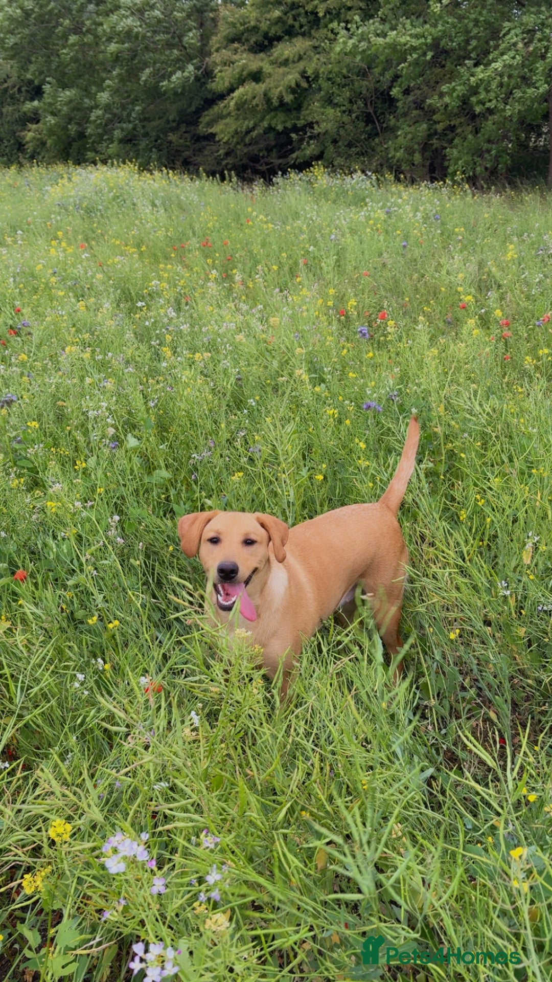 Labrador Retriever dogs for sale: Darcy  - Image 1