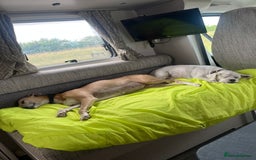 Whippet dogs for sale: Stunning Blue Whippet, white flecks  - Image 7