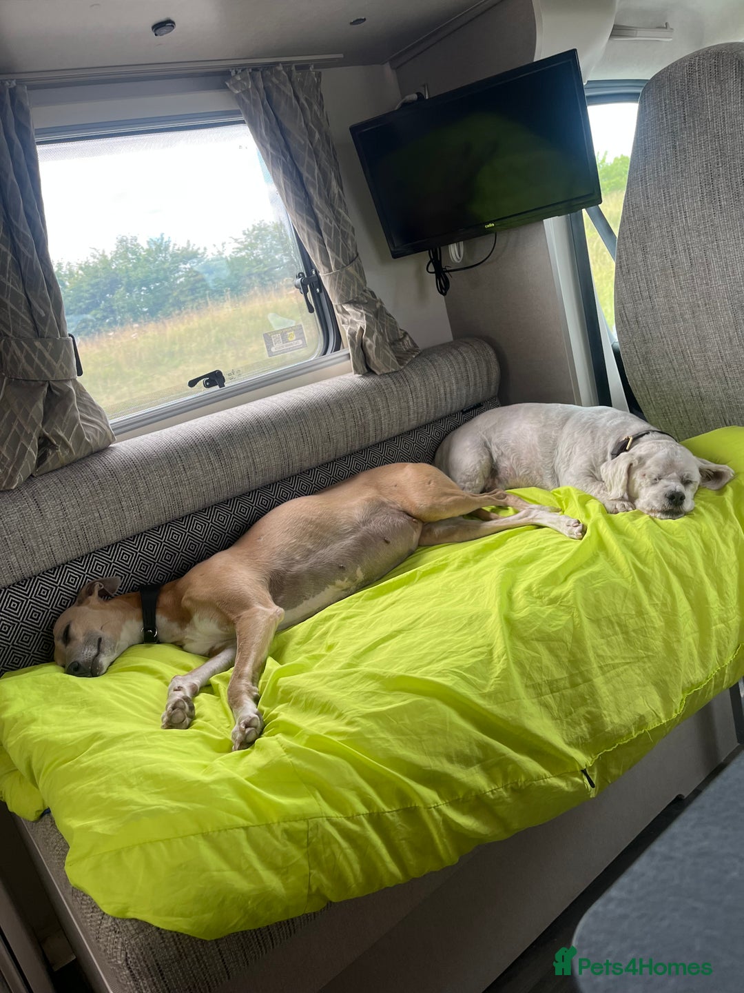 Whippet dogs for sale: Stunning Blue Whippet, white flecks  - Image 7