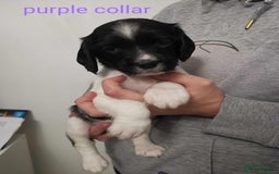 English Springer Spaniel dogs for sale: 🐶 Chunky Springer Spaniel Puppies for Sale! 🏡 - Advert 5