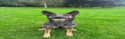 Belgian Shepherd Dog dogs for sale: Belgian Malinois  in Nantwich - Advert 2