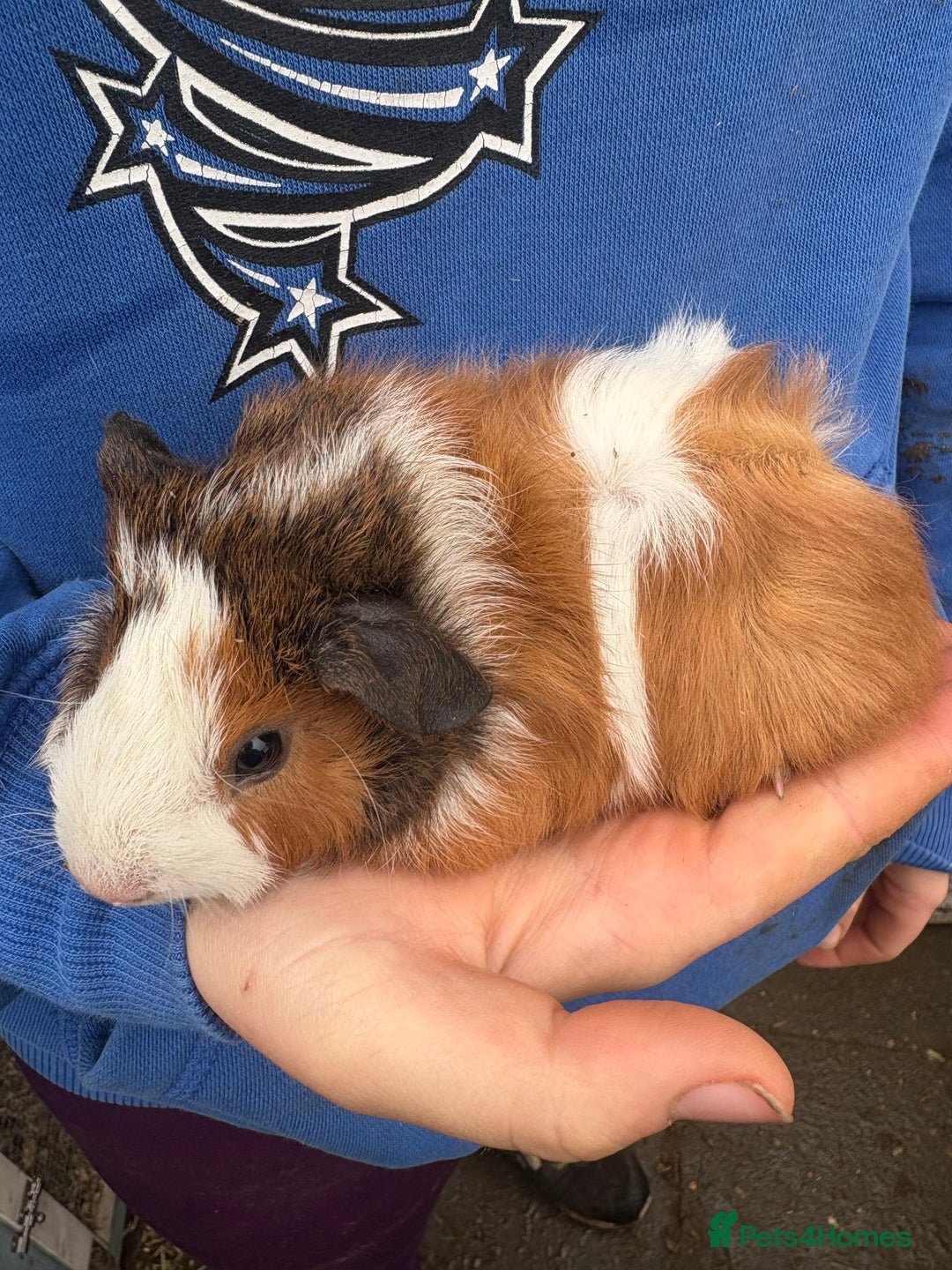 Guinea Pig rodents for sale: Guinea pigs - Advert 3