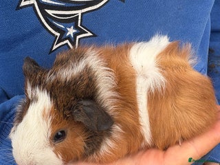 Guinea Pig rodents Guinea pigs - Advert 9