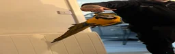 Macaws birds for sale: Blue and gold macaw  - Advert 5