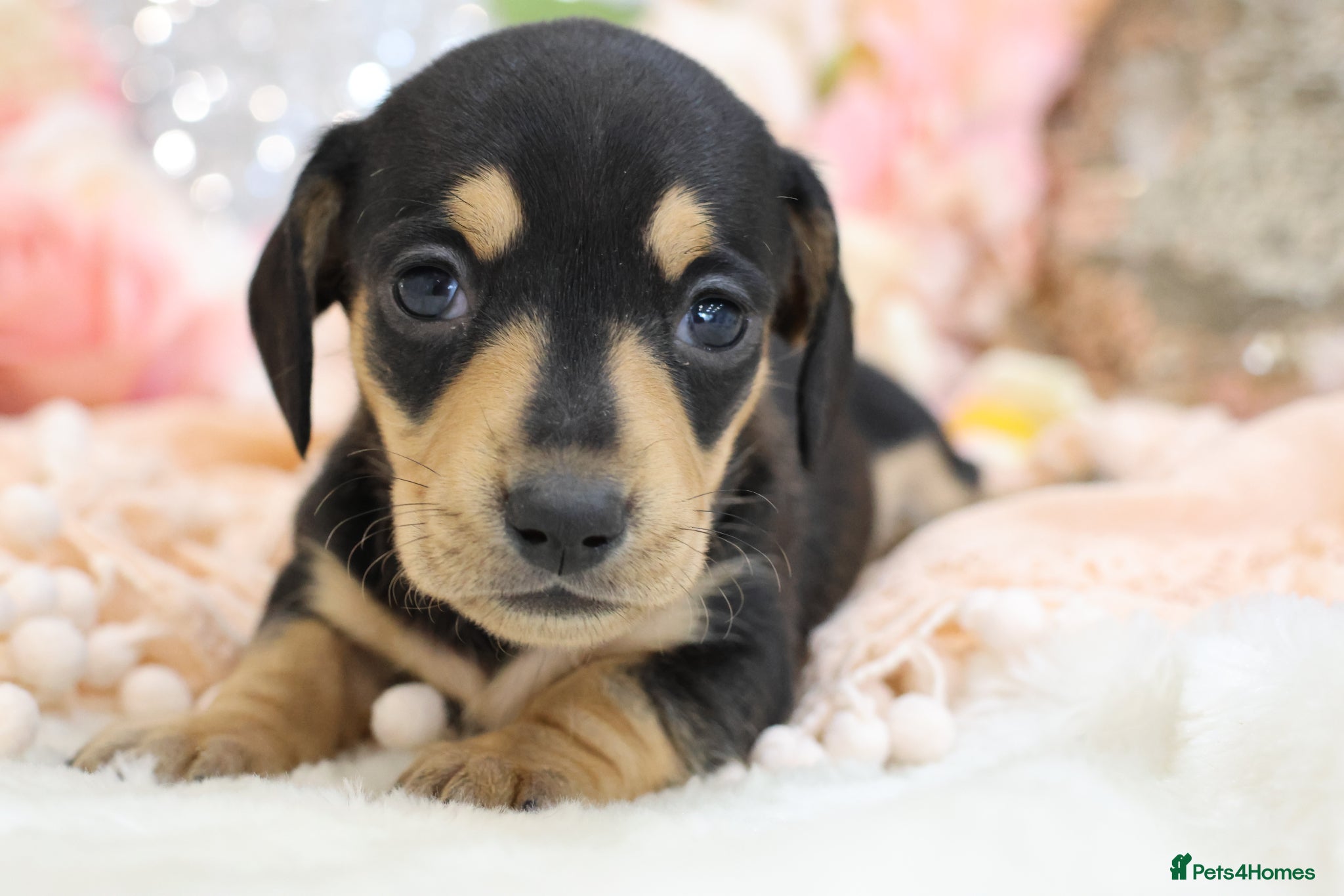 Miniature Dachshund dogs KC Miniature Dachshund Puppies - Advert 9