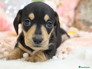 Miniature Dachshund dogs KC Miniature Dachshund Puppies - Advert 9