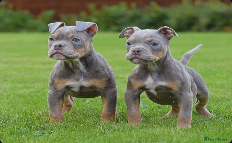 Olde English Bulldogge dogs - Advert 1