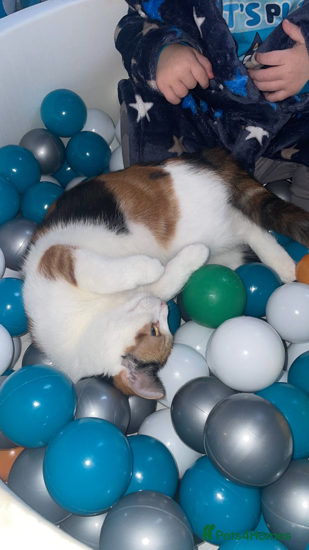 Domestic Shorthair cats for sale: female kitten - Advert 8