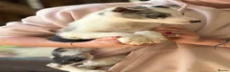 Border Collie dogs for sale: Pedigree Border collie puppies - Advert 4