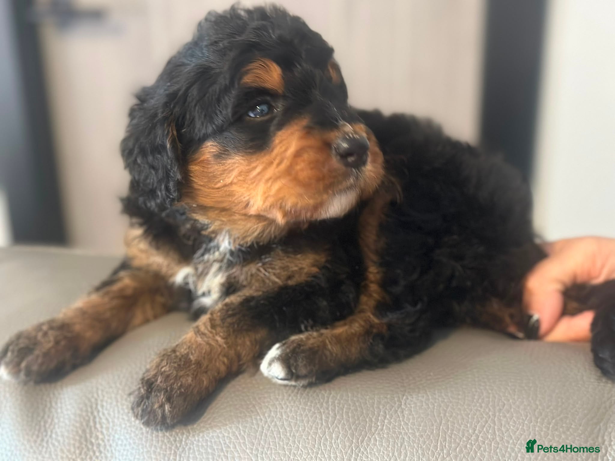 Bernedoodle dogs standard F1 Bernadoodles  - Advert 2