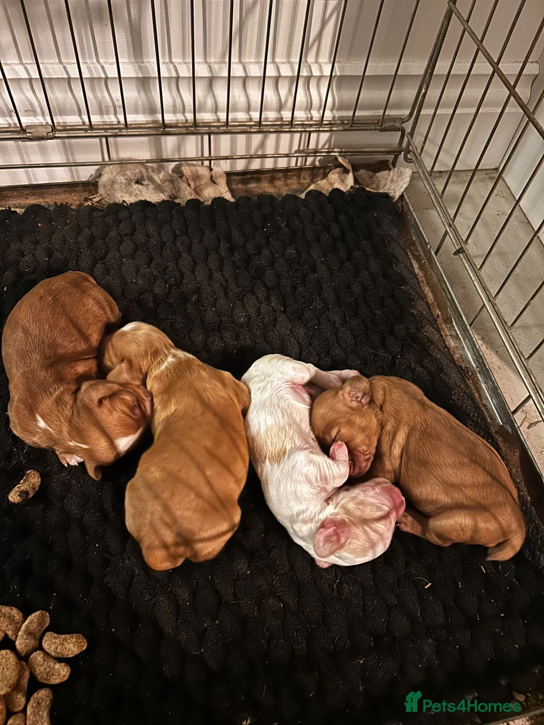 Cocker Spaniel dogs for sale: Working Cocker Spaniel puppies  in Winkleigh - Advert 8