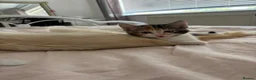 Mixed Breed cats for sale: 2 boys and 1 girl kittens available  in Farnham - Advert 3