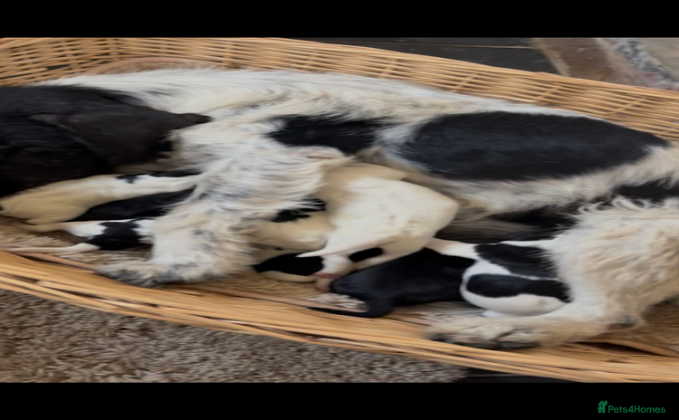 Patterjack dogs - Advert 16