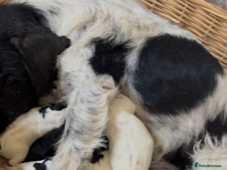 Patterjack dogs - Advert 2