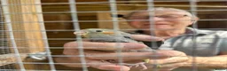 Cockatiels birds for sale: Baby Cockatiels in Manchester - Advert 3