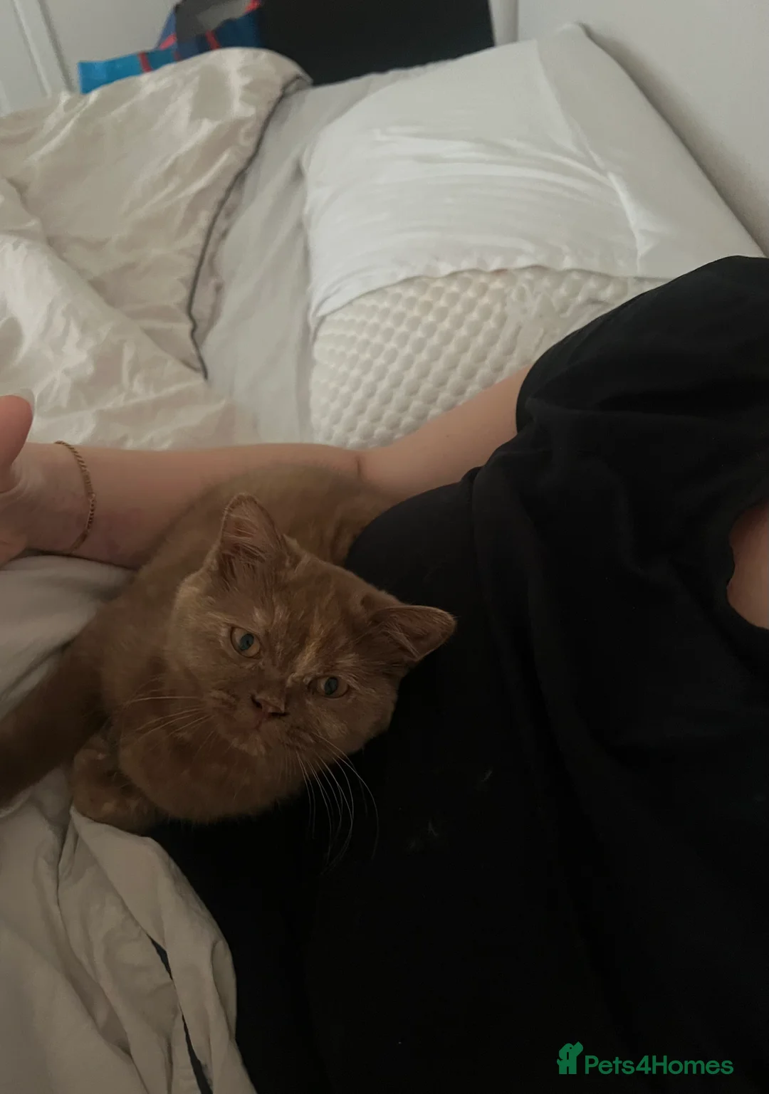 British Shorthair cats for sale: Cinnamon tortie British long hair female - Advert 5