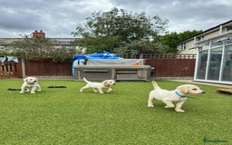 Goldador dogs for sale: Stunning litter of Goldador Puppies  - Image 15