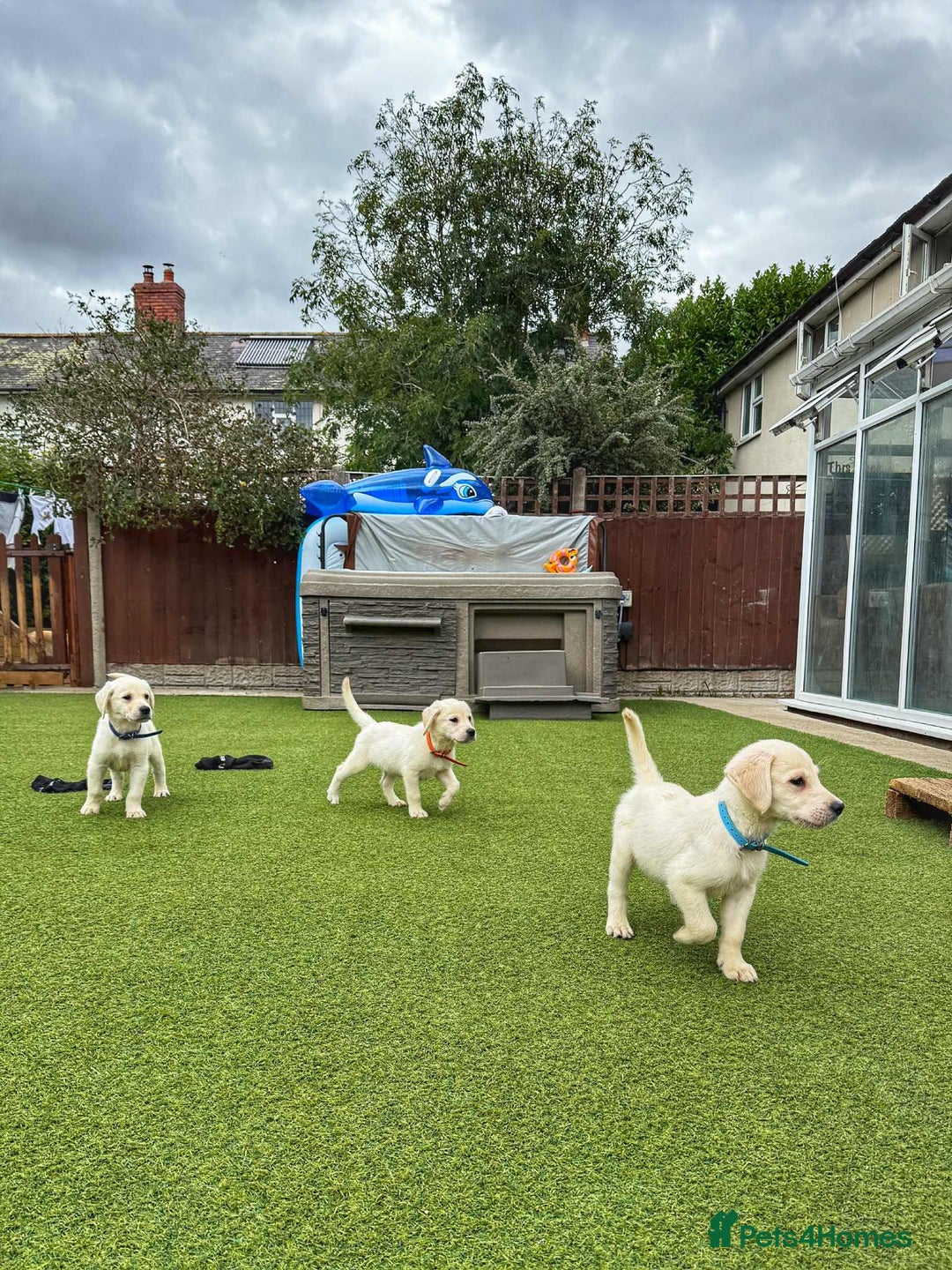 Goldador dogs for sale: Stunning litter of Goldador Puppies  - Image 15