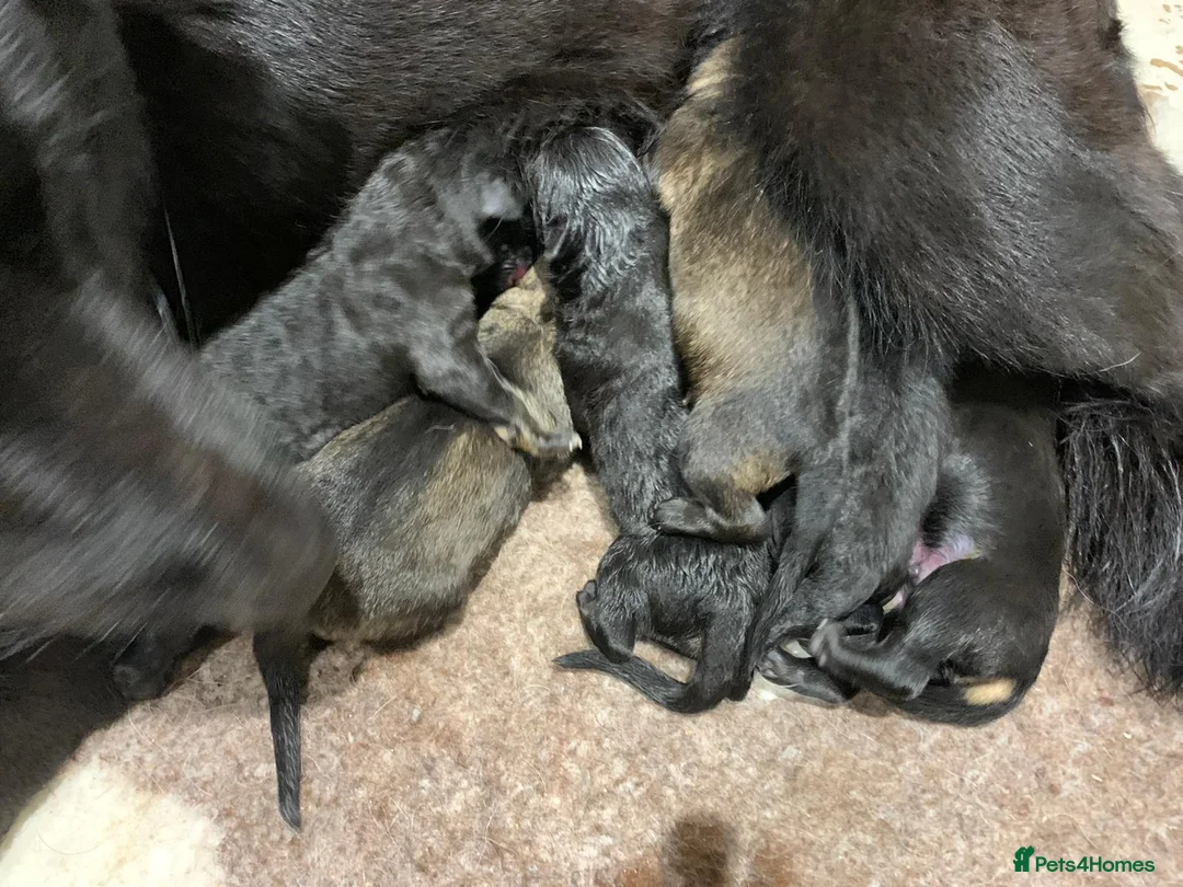 German Shepherd dogs for stud: Health tested Stunning kc reg sable stud  in Bedford - Advert 10