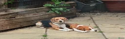 Beagle dogs for sale: Beautiful Pure Beagle Puppies  in Ledbury - Advert 16