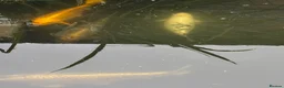 Koi Carp fish for sale: Koi carp  in Middlesbrough - Advert 3