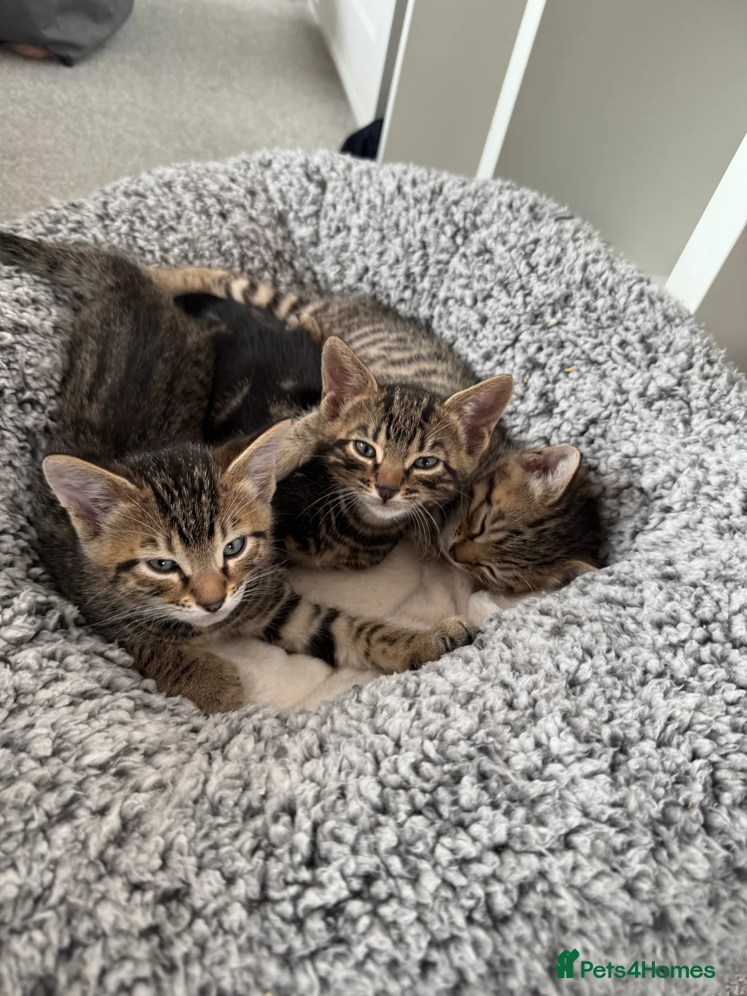 Mixed Breed cats for sale: TICA Registered Bengal x Russian Blue Kittens - Advert 1