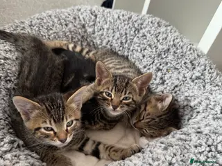 Mixed Breed cats TICA Registered Bengal x Russian Blue Kittens - Advert 7