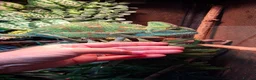 Chameleon reptiles for sale: Beautiful female Camelion for rehoming in Shrewsbury - Advert 8