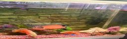 Other/Mixed Breed fish for sale: 3 x Oscar  in Grantham - Advert 2