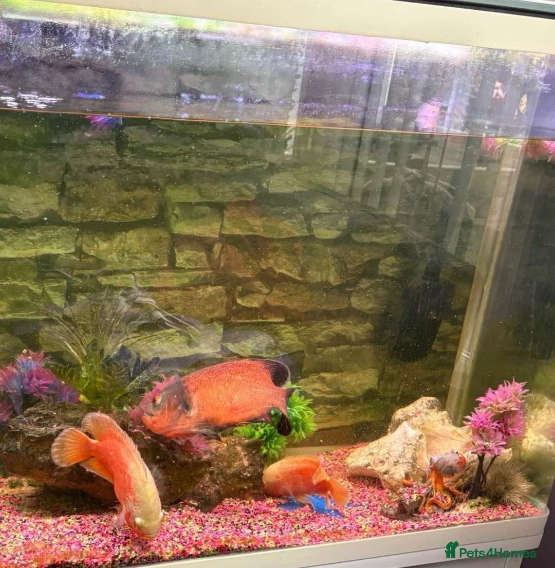 Other/Mixed Breed fish for sale: 3 x Oscar  in Grantham - Advert 2