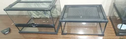 Tarantulas invertebrates for sale: Tarantulas with enclosures  - Advert 3