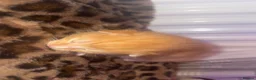Mixed Breed cats for sale: 4 lovely kittens available  - Advert 7