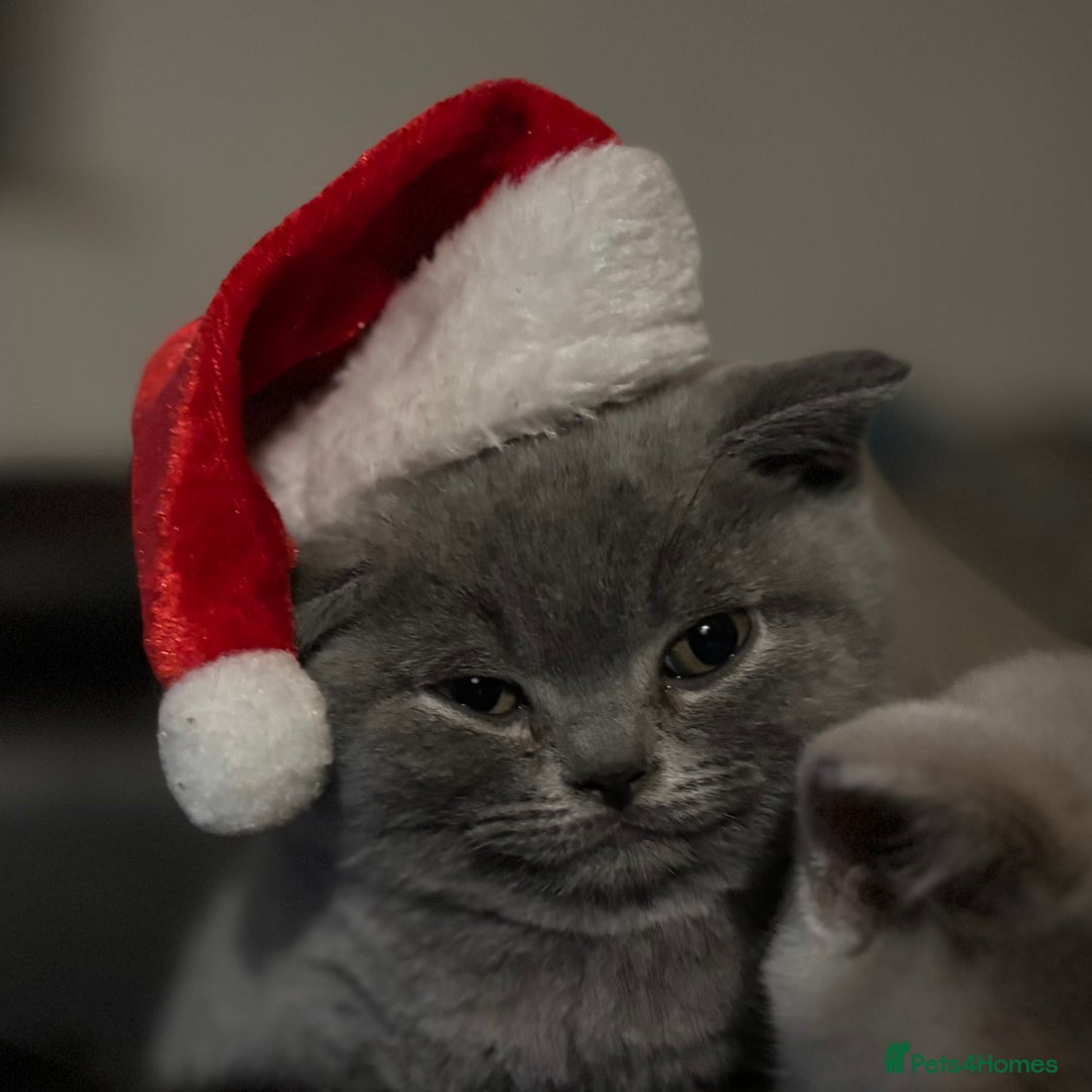 British Shorthair cats for sale: ⭐️Ready 23rd December⭐️ 2 left - British Shorthair - Advert 6