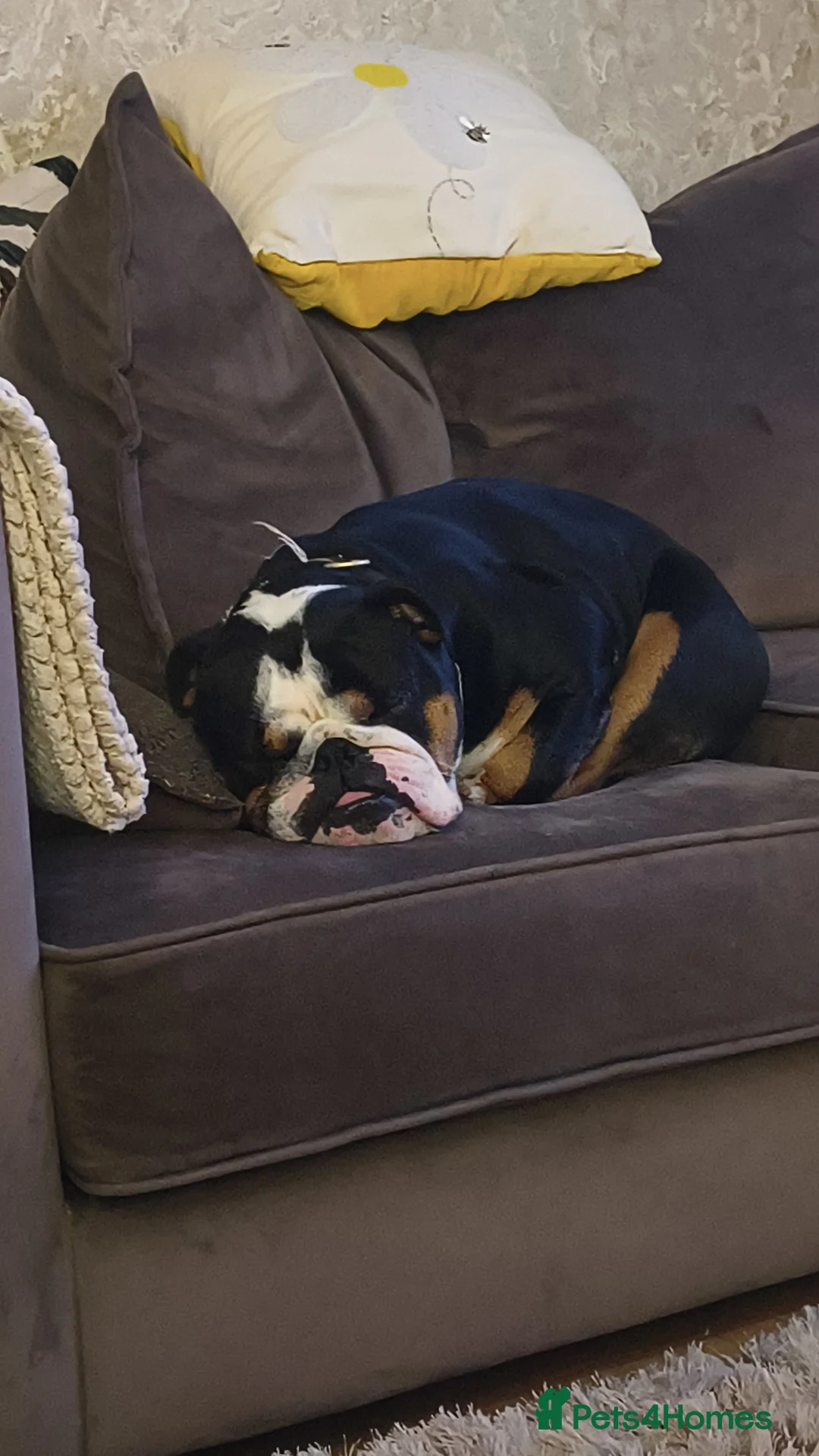 English Bulldog dogs for sale: English bulldog male KC reg - Advert 2