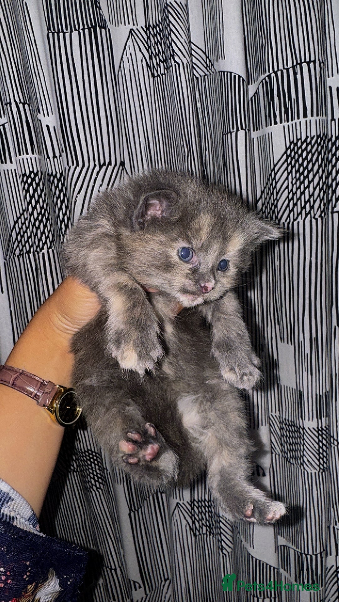 Domestic Shorthair cats for sale: 🐾 8-Week-Old Kittens Ready for Loving Homes 🐾 - Image 7