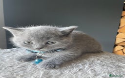 British Shorthair cats for sale: Female pure British shorthair kittens - Image 7