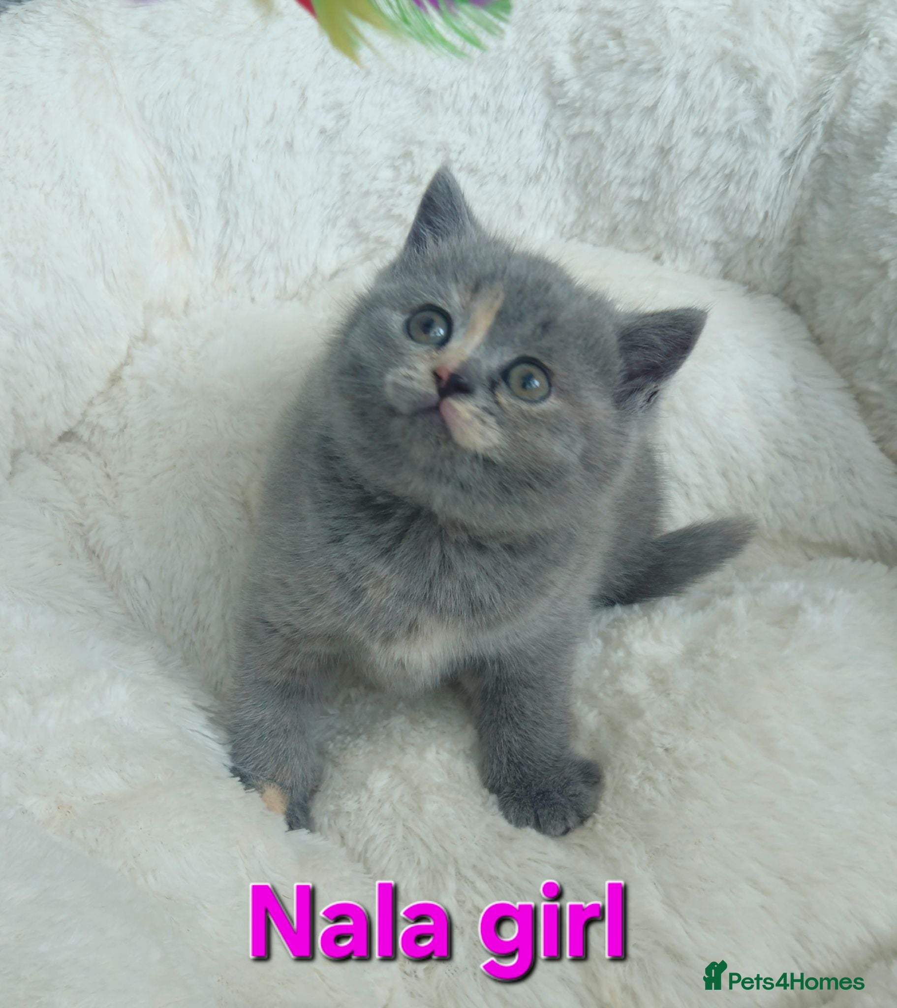 British Shorthair cats British shorthair kittens , only 3 left!!! - Advert 1