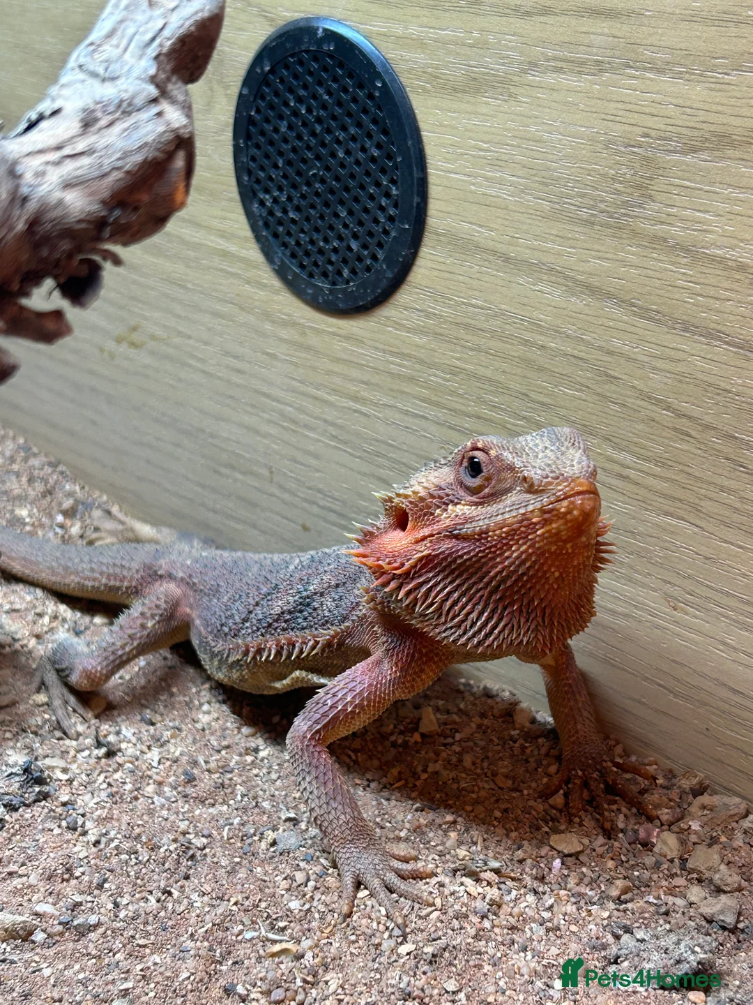 Bearded Dragon reptiles for sale: 1 year old female bearded dragon with enclosure  - Advert 2