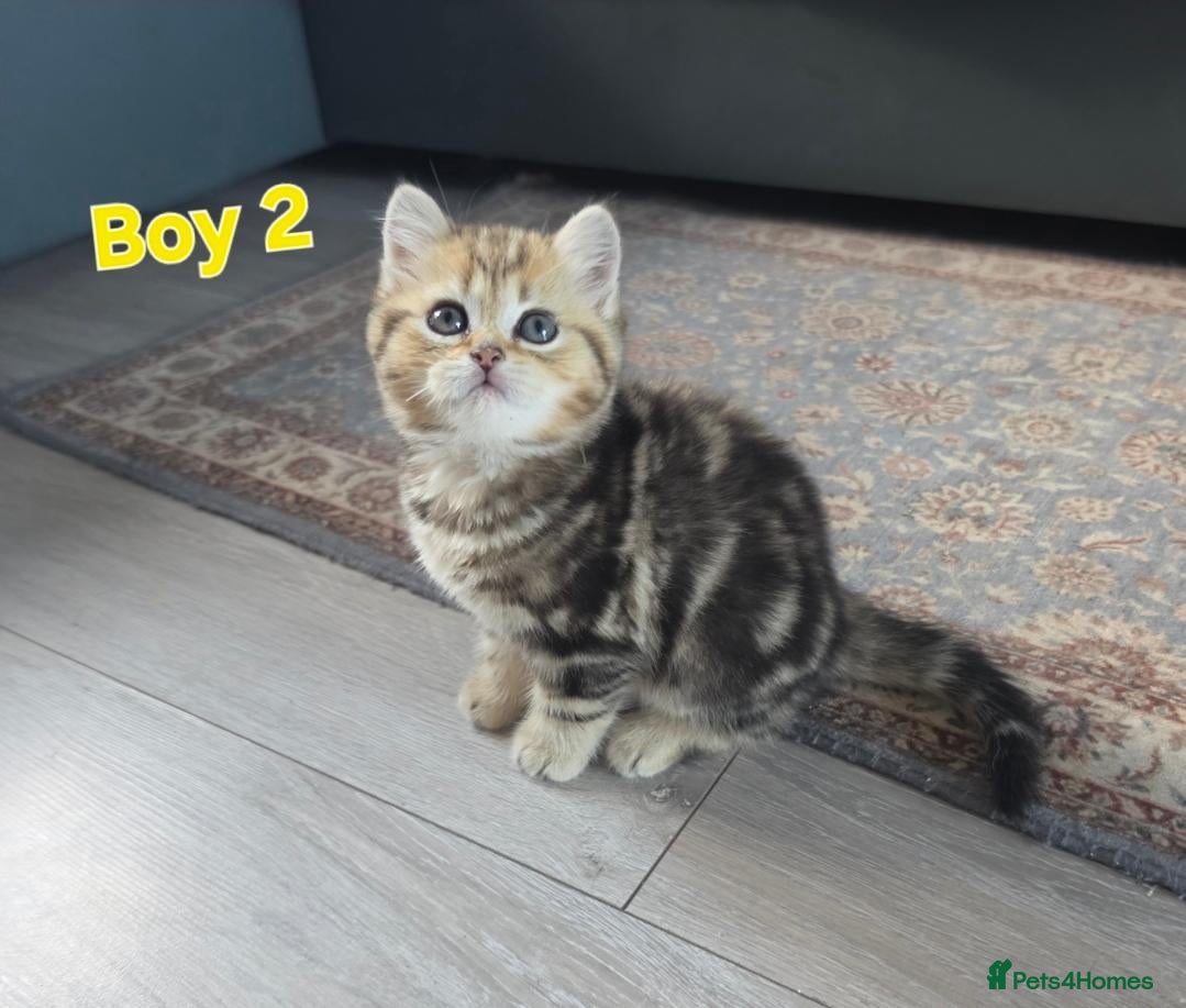 Scottish Fold cats 1 Most sweet boy ever  💙  - Advert 2
