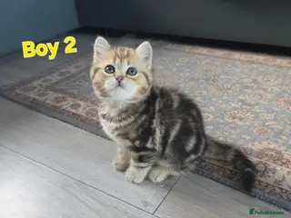 Scottish Fold cats 1 Most sweet boy ever 💙 - Advert 2