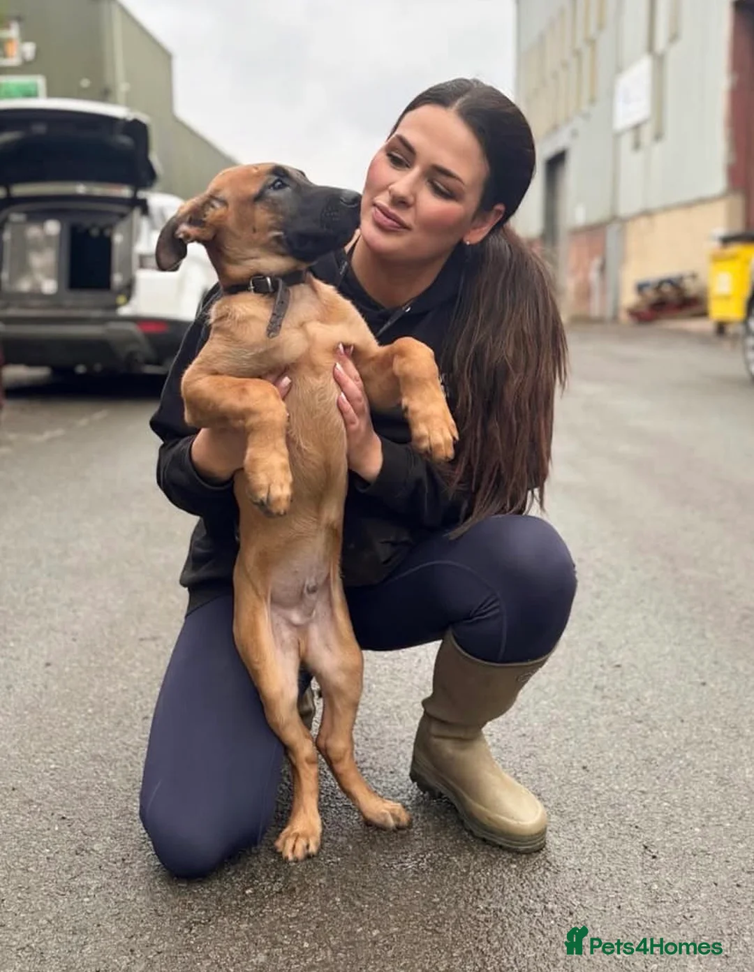 Belgian Shepherd Dog dogs for sale: Dutch Herders - Advert 2