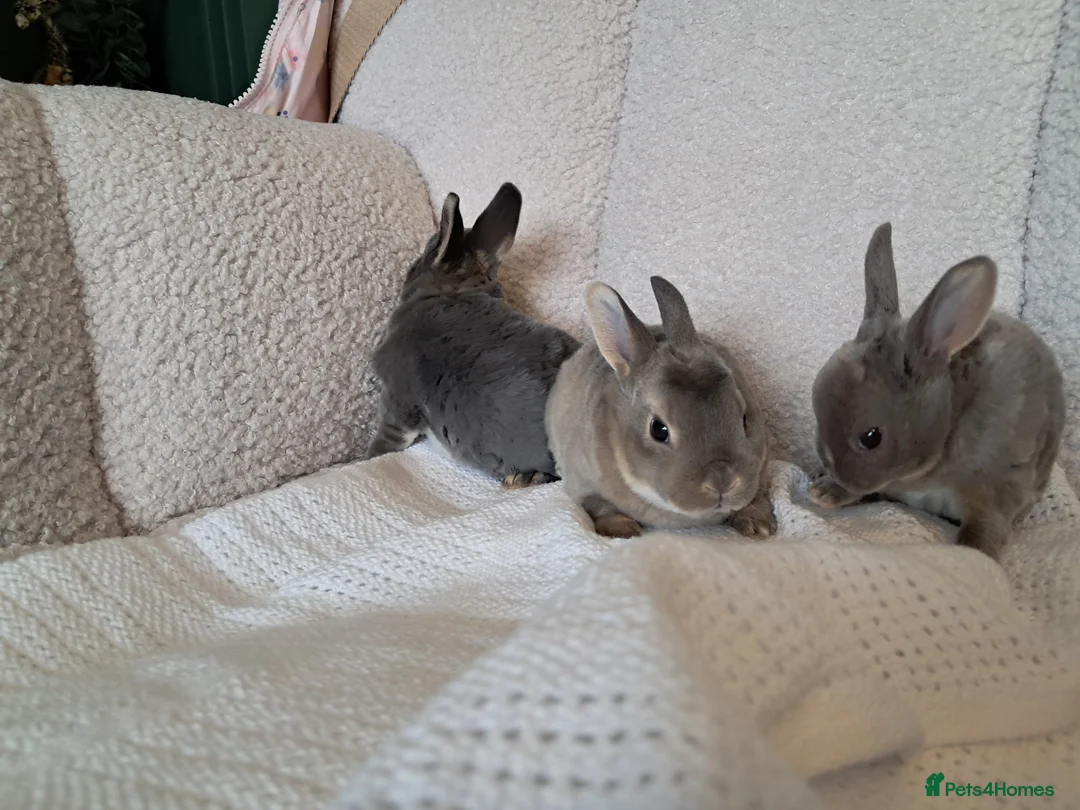 Rex rabbits for sale: Pure breed mini rex - Advert 2