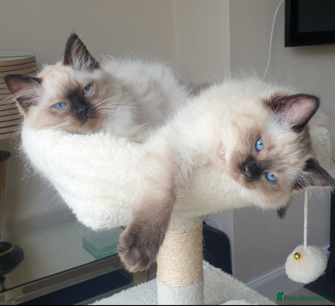Ragdoll cats 12 weeks, fully vaccinated Ragdoll Females - Advert 8