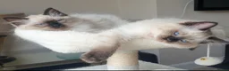 Ragdoll cats for sale: 1 girl left. fully vaccinated Ragdoll  - Advert 2