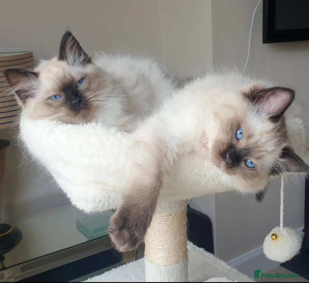 Ragdoll cats for sale: 1 girl left. fully vaccinated Ragdoll  - Advert 2