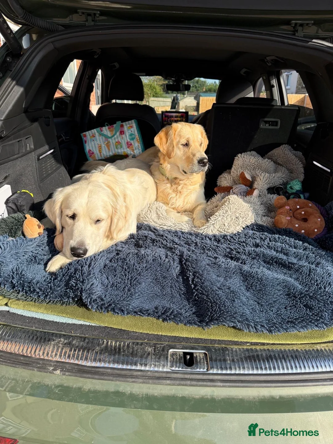 Golden Retriever dogs for sale: Parents to Be!  in Woodhall Spa - Advert 2