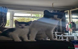 Mixed Breed cats for sale: Kittens - Image 7