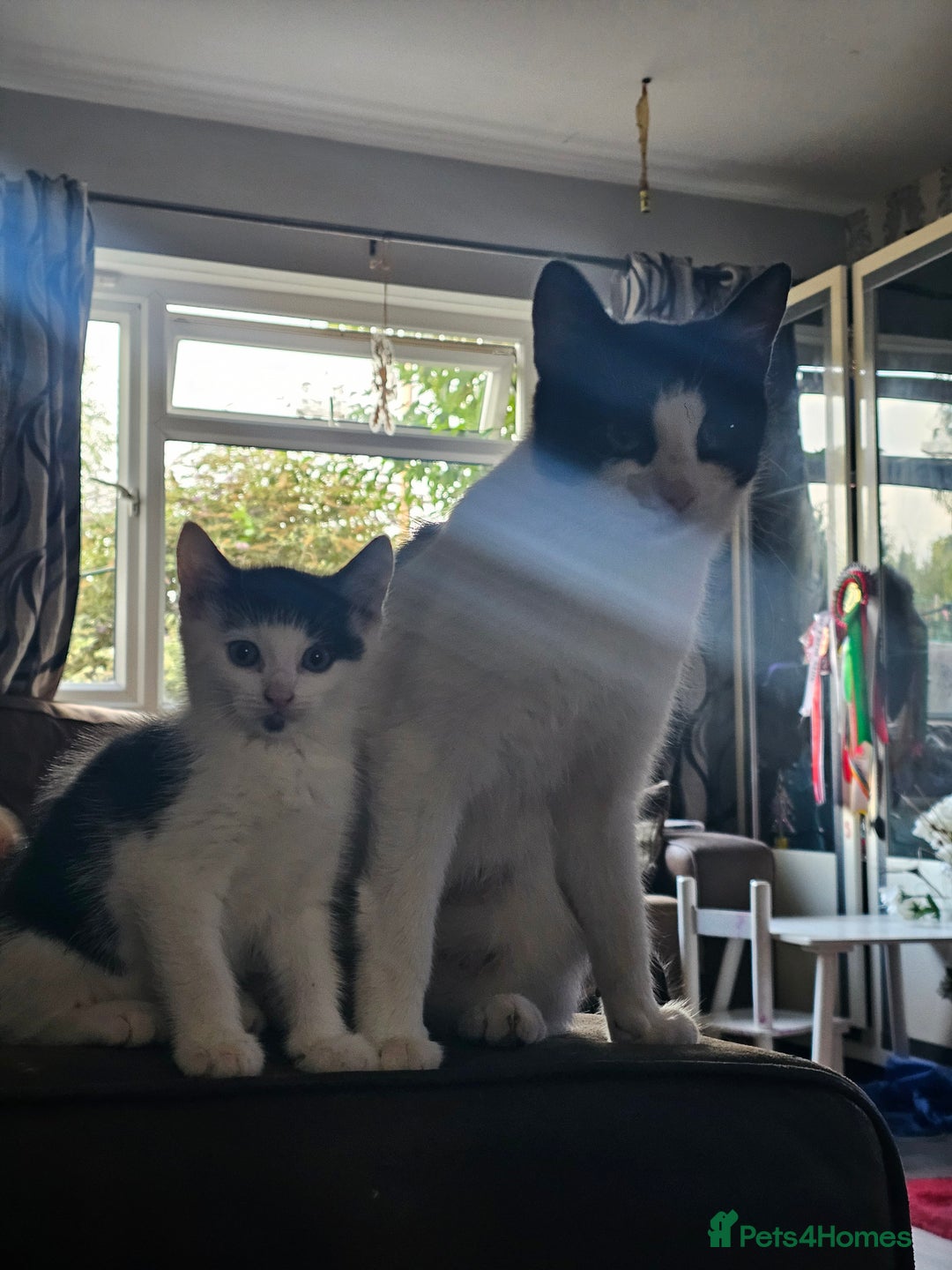 Mixed Breed cats for sale: Kittens - Image 7