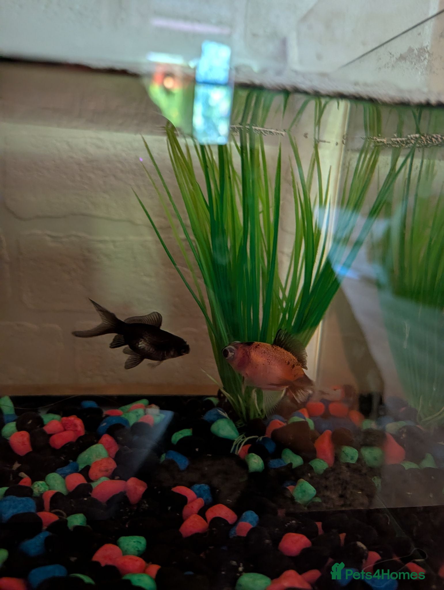 Fancy Goldfish fish 2 baby fancy goldfish - Advert 1